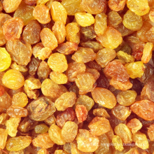 2021 best quality dried golden raisins